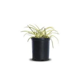 1 gallon, 6" h x 10" w